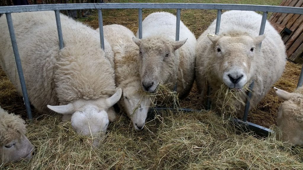 Sponsorship Sheep Ahoy Animal Rescue