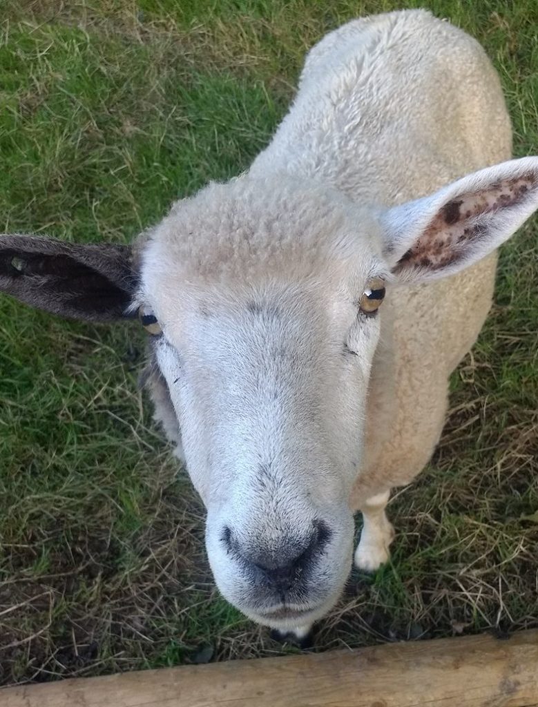 Hope Sheep Ahoy Animal Rescue