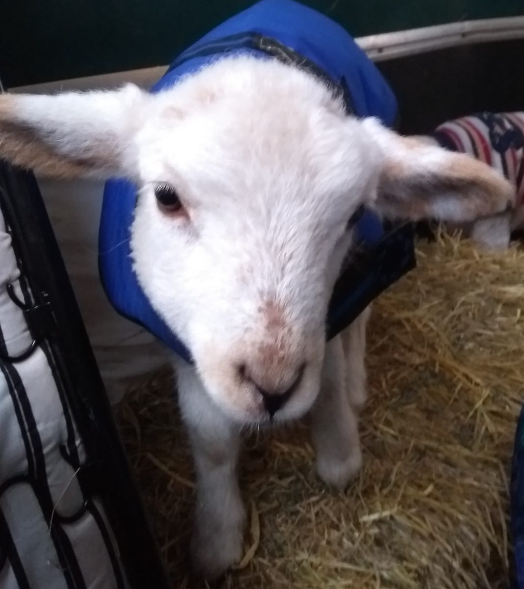 Beautiful Lambs Sheep Ahoy Animal Rescue