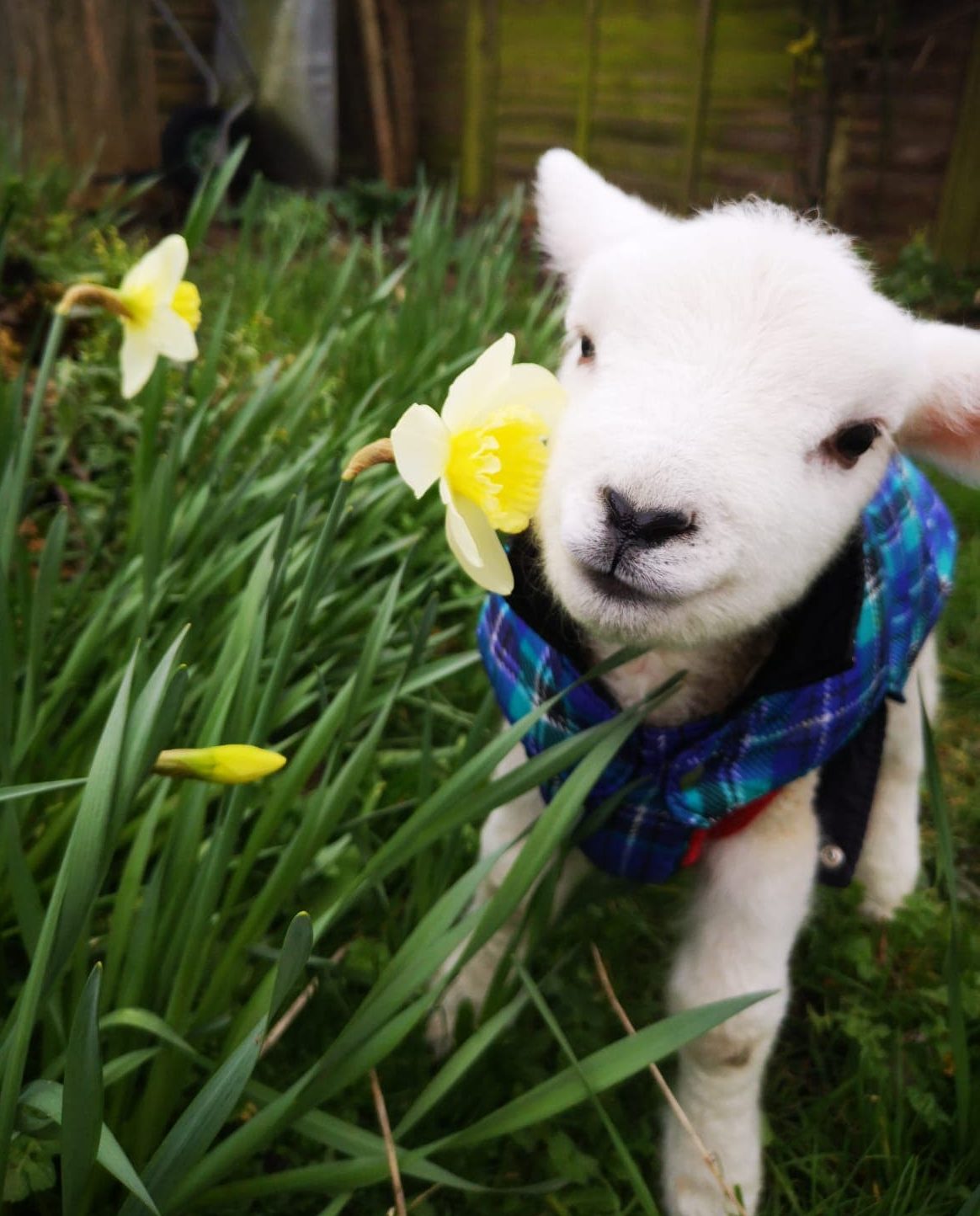 Beautiful Lambs Sheep Ahoy Animal Rescue