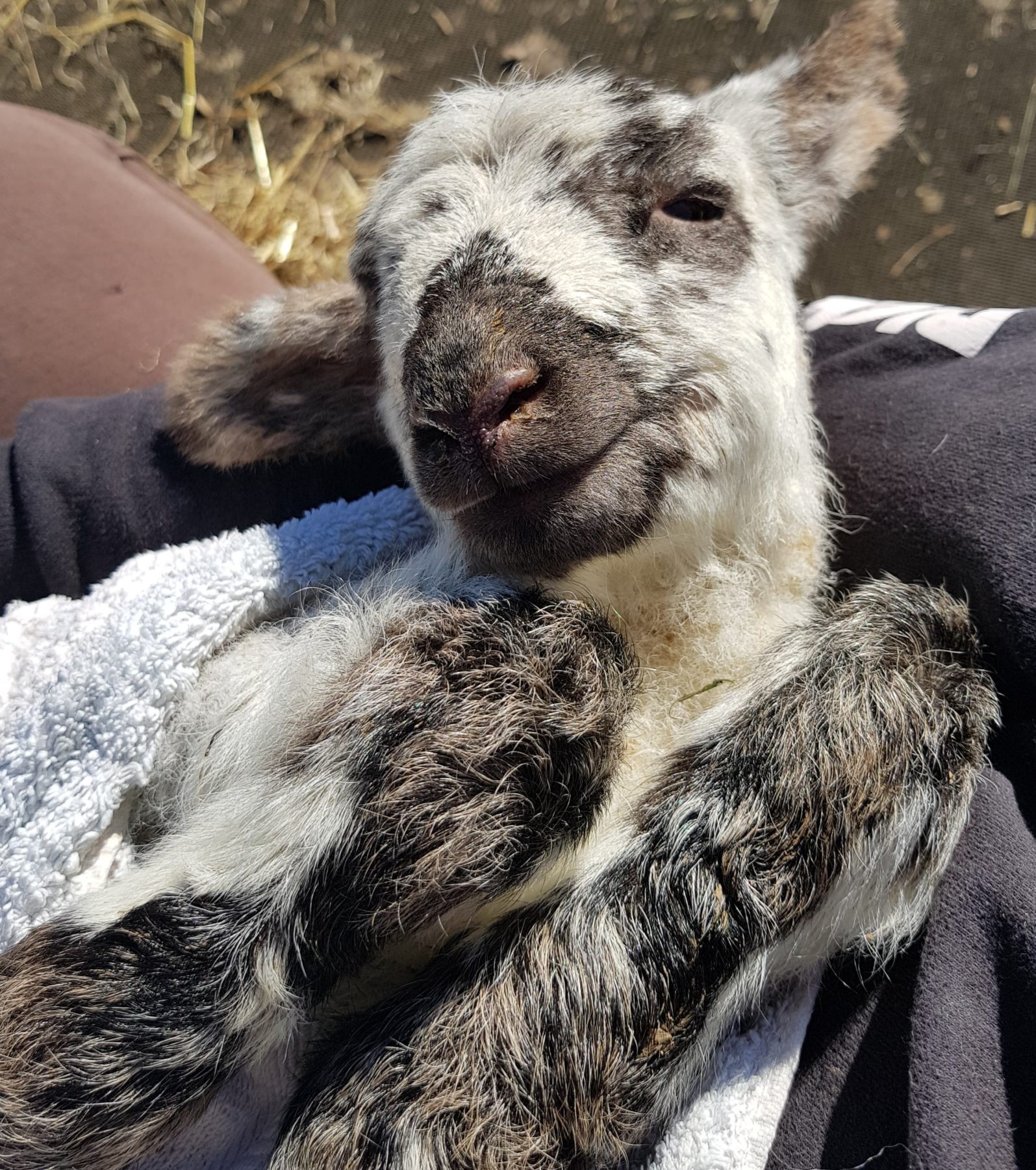 Beautiful Lambs Sheep Ahoy Animal Rescue