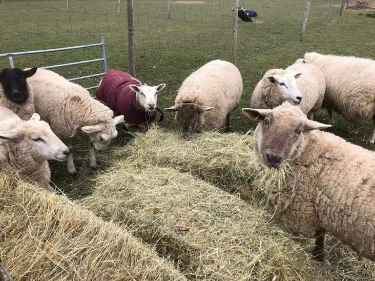 Buy The Gang a Bale of Hay for £5 Sheep Ahoy Animal Rescue